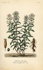Soapwort or soapweed  Saponaria officinalis.