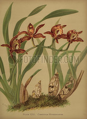 Cymbidium hookerianum orchid.