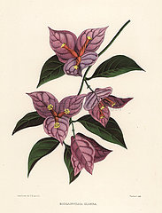 Lesser bougainvillea or paperflower  Bougainvillea glabra.