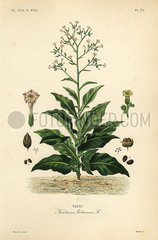 Tobacco plant  Nicotiana tabacum.