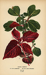 Herbst's bloodleaf varieties  Iresine herbstii.