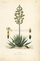 Sentry plant or American aloe  Agave americana.
