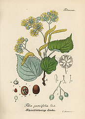 Small-leaved lime or littleleaf linden  Tilia cordata.