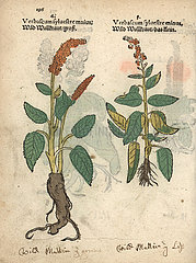 Dark mullein  Verbascum nigrum  varieties.