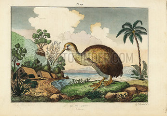 Kiwi bird  Apteryx australis