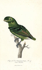 Green broadbill  Calyptomena viridis.