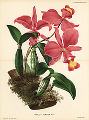More noble cattleya orchid  Cattleya nobilior.