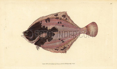 European flounder  Platichthys flesus.