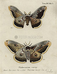 Emperor moth  Saturnia pavonia.