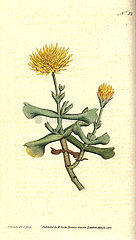 Hatchet-leav'd fig marigold  Mesembryanthemum dolabriforme.