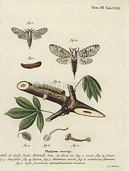 Leopard moth  Zeuzera pyrina.