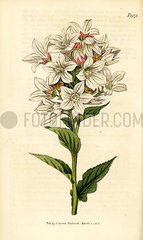 Milky bellflower  Campanula lactiflora.