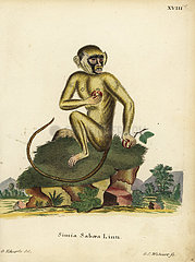 Green monkey  Chlorocebus sabaeus.