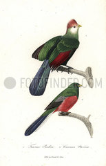Red-crested turaco and Narina trogon.