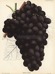 Alicante Bouschet grape variety  Vitis vinifera.