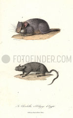 Short-tailed chinchilla (critically endangered) and Cairo spiny mouse.