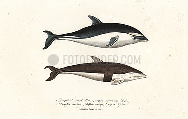 Dusky dolphin and hourglass dolphin.