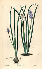 Pale grape hyacinth  Muscari pallens.