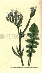 Sea lavender  Limonium sinuatum