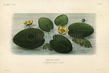 Yellow water-lily  Nuphar lutea.