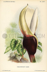 Philodendron mamei.