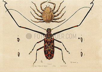 Harlequin beetle and European spider crab.