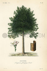 Angostura trifoliata  Cusparia febrifuga.