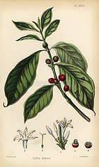 Coffee plant  Coffea arabica.