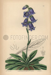 Dark blue bearded bellflower  Campanula barbata cyanea.