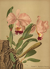 Flor de Mayo or Christmas orchid  Cattleya trianae.