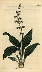 Cyclopogon elatus orchid.