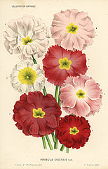 Chinese primrose varieties  Primula sinensis.