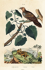 Schizodactylus monstrosus  oilbird and guaco vine.