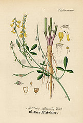 Yellow sweet clover or melilot  Melilotus officinalis.