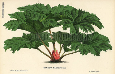 Brazilian giant-rhubarb  Gunnera manicata.