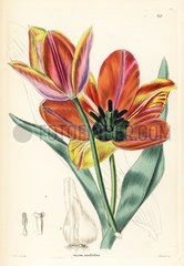 Tulipa agenensis.