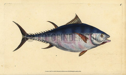 Atlantic bluefin tuna  Thunnus thynnus (endangered).