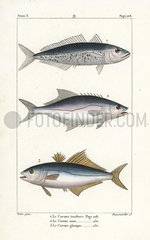Horse mackerel  leerfish and pompano.