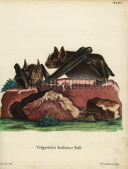 Greater spear-nosed bat  Phyllostomus hastatus.