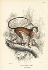Patas monkey  Erythrocebus patas.