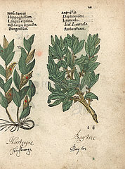 Spineless butcher's-broom  Ruscus hypoglossum  and spurge laurel  Daphne laureola.