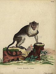 Crab-eating macaque  Macaca fascicularis.