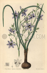 Conanthera trimaculata.