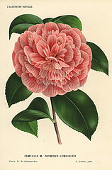 Camellia hybrid  Raymond Lemoinier  Camellia japonica.