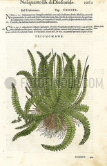 Bristle fern  Trichomanes species.