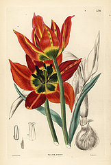 Tulipa agenensis.