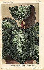 Bertolonia hybrid  Mlle. Lucienne Linden.
