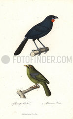 South Island kokako (extinct) and bell miner.