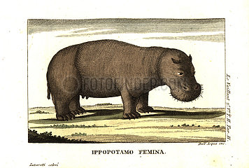 Female hippopotamus  Hippopotamus amphibius.