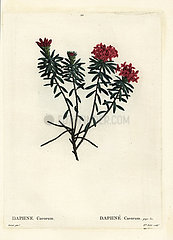 Garland flower or rose daphne  Daphne cneorum.